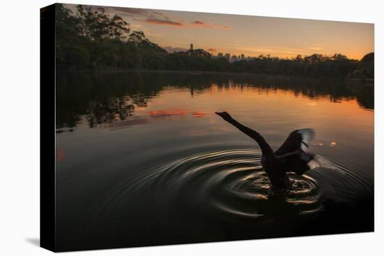 A Black Swan, Cygnus Atratus, Stretching at Sunrise in Ibirapuera Park-Alex Saberi-Stretched Canvas