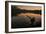 A Black Swan, Cygnus Atratus, Stretching at Sunrise in Ibirapuera Park-Alex Saberi-Framed Photographic Print