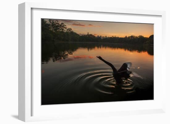 A Black Swan, Cygnus Atratus, Stretching at Sunrise in Ibirapuera Park-Alex Saberi-Framed Photographic Print