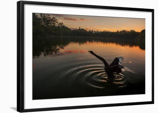 A Black Swan, Cygnus Atratus, Stretching at Sunrise in Ibirapuera Park-Alex Saberi-Framed Photographic Print