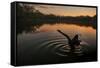 A Black Swan, Cygnus Atratus, Stretching at Sunrise in Ibirapuera Park-Alex Saberi-Framed Stretched Canvas