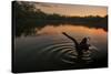 A Black Swan, Cygnus Atratus, Stretching at Sunrise in Ibirapuera Park-Alex Saberi-Stretched Canvas