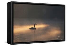 A Black Swan Glides Through Golden Sunrise Mists of Ibirapuera Park-Alex Saberi-Framed Stretched Canvas