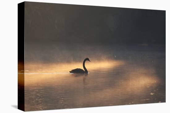 A Black Swan Glides Through Golden Sunrise Mists of Ibirapuera Park-Alex Saberi-Stretched Canvas