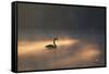 A Black Swan Glides Through Golden Sunrise Mists of Ibirapuera Park-Alex Saberi-Framed Stretched Canvas