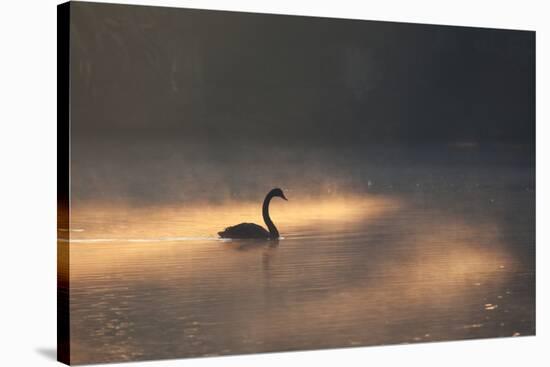A Black Swan Glides Through Golden Sunrise Mists of Ibirapuera Park-Alex Saberi-Stretched Canvas