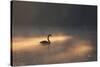 A Black Swan Glides Through Golden Sunrise Mists of Ibirapuera Park-Alex Saberi-Stretched Canvas