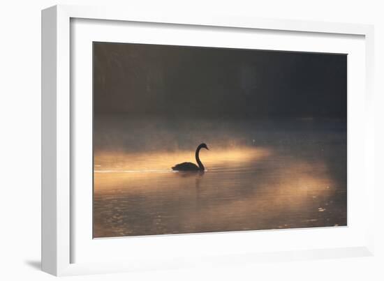 A Black Swan Glides Through Golden Sunrise Mists of Ibirapuera Park-Alex Saberi-Framed Photographic Print