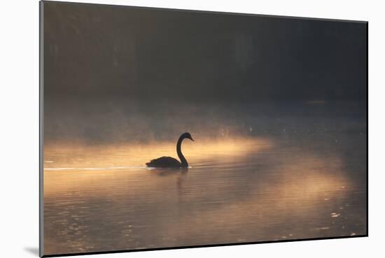 A Black Swan Glides Through Golden Sunrise Mists of Ibirapuera Park-Alex Saberi-Mounted Photographic Print