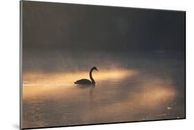 A Black Swan Glides Through Golden Sunrise Mists of Ibirapuera Park-Alex Saberi-Mounted Photographic Print