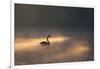 A Black Swan Glides Through Golden Sunrise Mists of Ibirapuera Park-Alex Saberi-Framed Photographic Print