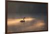 A Black Swan Glides Through Golden Sunrise Mists of Ibirapuera Park-Alex Saberi-Framed Photographic Print