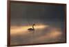 A Black Swan Glides Through Golden Sunrise Mists of Ibirapuera Park-Alex Saberi-Framed Photographic Print