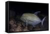 A Black Trevally Swims over the Seafloor Near Cocos Island, Costa Rica-Stocktrek Images-Framed Stretched Canvas