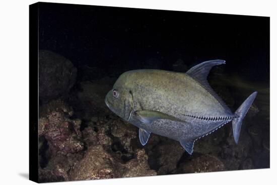 A Black Trevally Swims over the Seafloor Near Cocos Island, Costa Rica-Stocktrek Images-Stretched Canvas