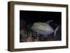 A Black Trevally Swims over the Seafloor Near Cocos Island, Costa Rica-Stocktrek Images-Framed Photographic Print