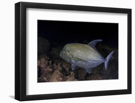 A Black Trevally Swims over the Seafloor Near Cocos Island, Costa Rica-Stocktrek Images-Framed Photographic Print