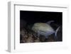 A Black Trevally Swims over the Seafloor Near Cocos Island, Costa Rica-Stocktrek Images-Framed Photographic Print