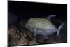 A Black Trevally Swims over the Seafloor Near Cocos Island, Costa Rica-Stocktrek Images-Mounted Photographic Print