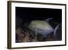 A Black Trevally Swims over the Seafloor Near Cocos Island, Costa Rica-Stocktrek Images-Framed Photographic Print