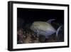 A Black Trevally Swims over the Seafloor Near Cocos Island, Costa Rica-Stocktrek Images-Framed Photographic Print