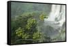 A Black Vulture, Coragyps Atratus, Resting on a Branch Near a Waterfall in Iguacu Falls-Alex Saberi-Framed Stretched Canvas