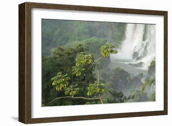 A Black Vulture, Coragyps Atratus, Resting on a Branch Near a Waterfall in Iguacu Falls-Alex Saberi-Framed Photographic Print