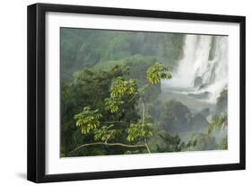 A Black Vulture, Coragyps Atratus, Resting on a Branch Near a Waterfall in Iguacu Falls-Alex Saberi-Framed Photographic Print