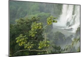 A Black Vulture, Coragyps Atratus, Resting on a Branch Near a Waterfall in Iguacu Falls-Alex Saberi-Mounted Photographic Print