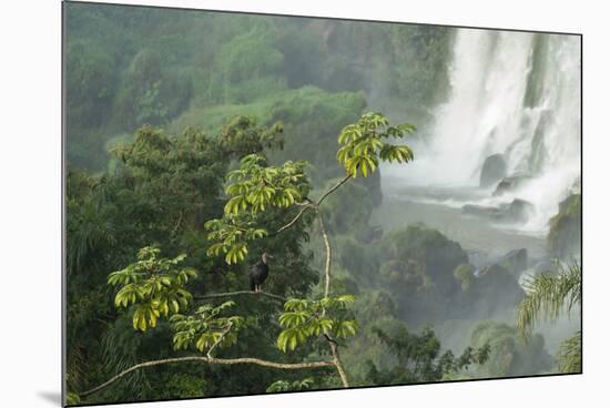 A Black Vulture, Coragyps Atratus, Resting on a Branch Near a Waterfall in Iguacu Falls-Alex Saberi-Mounted Photographic Print