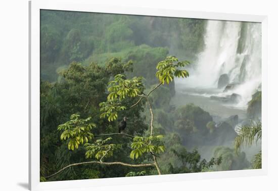 A Black Vulture, Coragyps Atratus, Resting on a Branch Near a Waterfall in Iguacu Falls-Alex Saberi-Framed Photographic Print