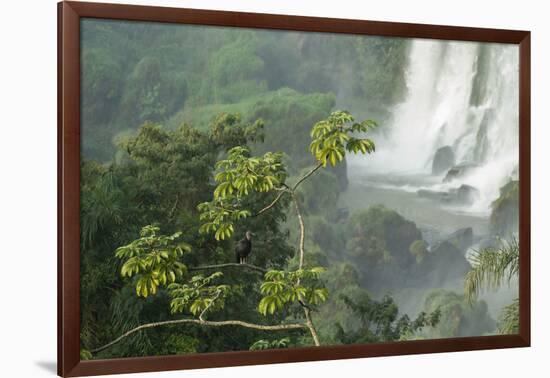 A Black Vulture, Coragyps Atratus, Resting on a Branch Near a Waterfall in Iguacu Falls-Alex Saberi-Framed Photographic Print