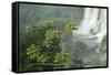 A Black Vulture, Coragyps Atratus, Resting on a Branch Near a Waterfall in Iguacu Falls-Alex Saberi-Framed Stretched Canvas