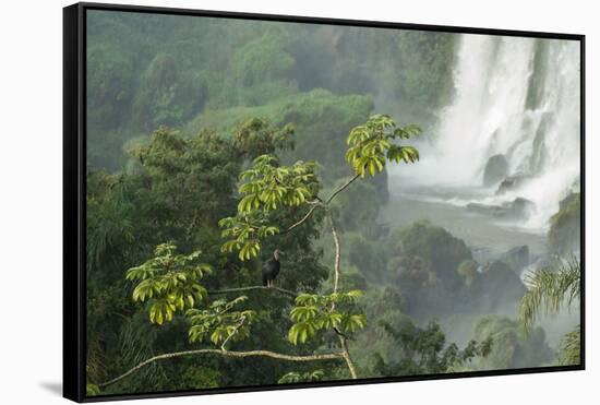 A Black Vulture, Coragyps Atratus, Resting on a Branch Near a Waterfall in Iguacu Falls-Alex Saberi-Framed Stretched Canvas