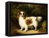 A Blenheim Cavalier King Charles Spaniel-H. Willis-Framed Stretched Canvas