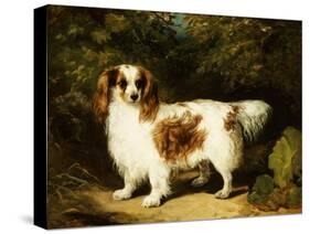 A Blenheim Cavalier King Charles Spaniel-H. Willis-Stretched Canvas