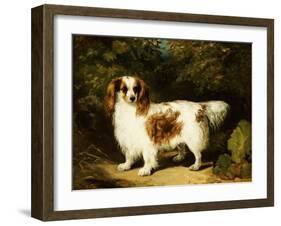 A Blenheim Cavalier King Charles Spaniel-H. Willis-Framed Giclee Print