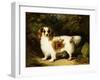 A Blenheim Cavalier King Charles Spaniel-H. Willis-Framed Giclee Print