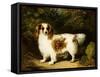 A Blenheim Cavalier King Charles Spaniel-H. Willis-Framed Stretched Canvas