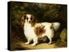 A Blenheim Cavalier King Charles Spaniel-H. Willis-Stretched Canvas