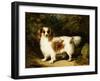 A Blenheim Cavalier King Charles Spaniel-H. Willis-Framed Giclee Print
