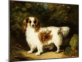 A Blenheim Cavalier King Charles Spaniel-H. Willis-Mounted Giclee Print