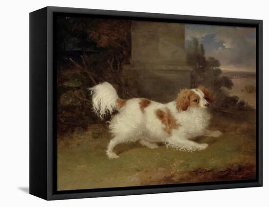 A Blenheim Spaniel, c.1820-30-William Webb-Framed Stretched Canvas