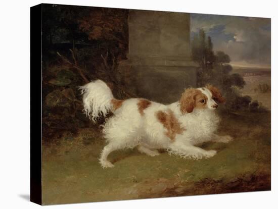 A Blenheim Spaniel, c.1820-30-William Webb-Stretched Canvas