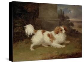 A Blenheim Spaniel, c.1820-30-William Webb-Stretched Canvas