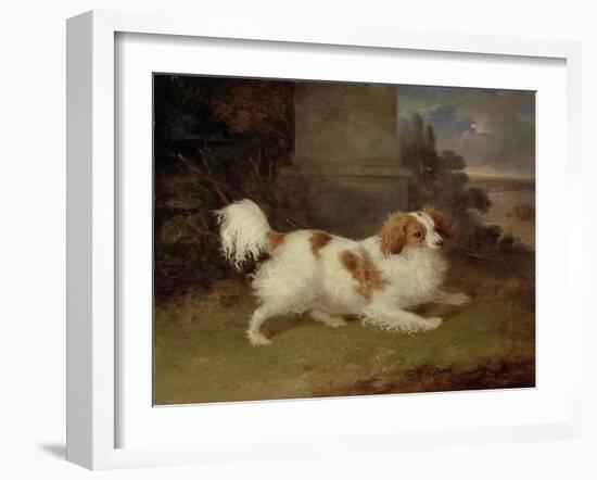 A Blenheim Spaniel, c.1820-30-William Webb-Framed Giclee Print