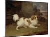 A Blenheim Spaniel, c.1820-30-William Webb-Mounted Giclee Print