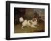 A Blenheim Spaniel, c.1820-30-William Webb-Framed Premium Giclee Print