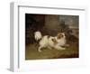 A Blenheim Spaniel, c.1820-30-William Webb-Framed Premium Giclee Print