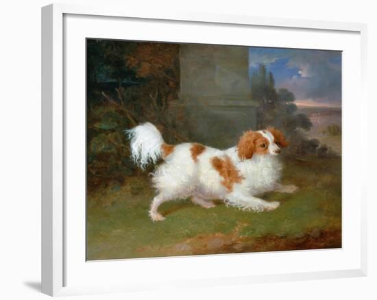 A Blenheim Spaniel-William Webb-Framed Giclee Print